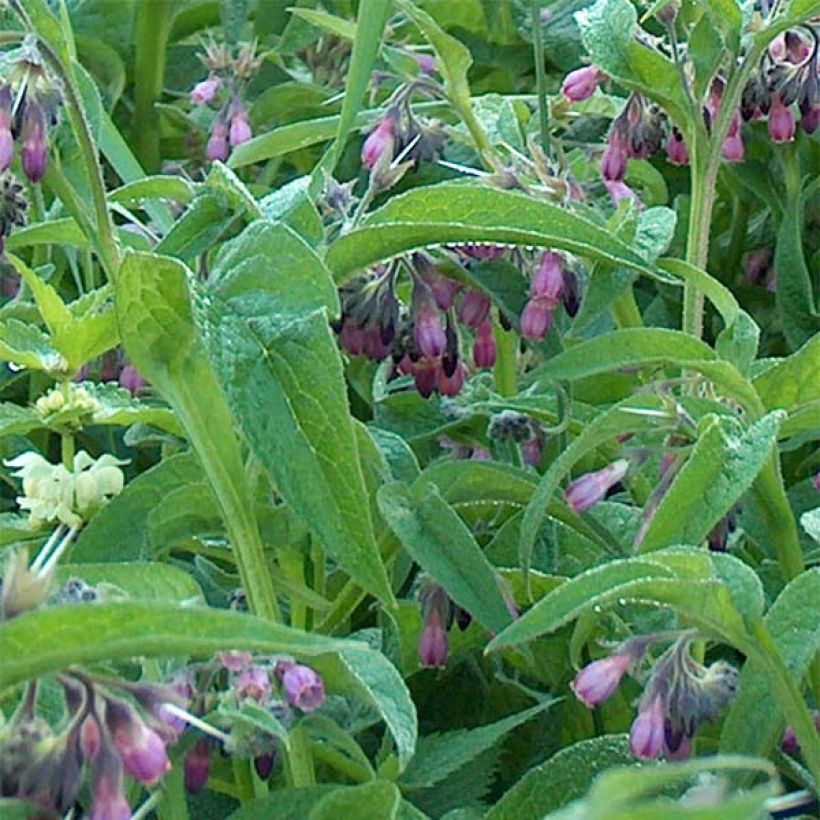 Symphytum officinale - Comfrey (Foliage)