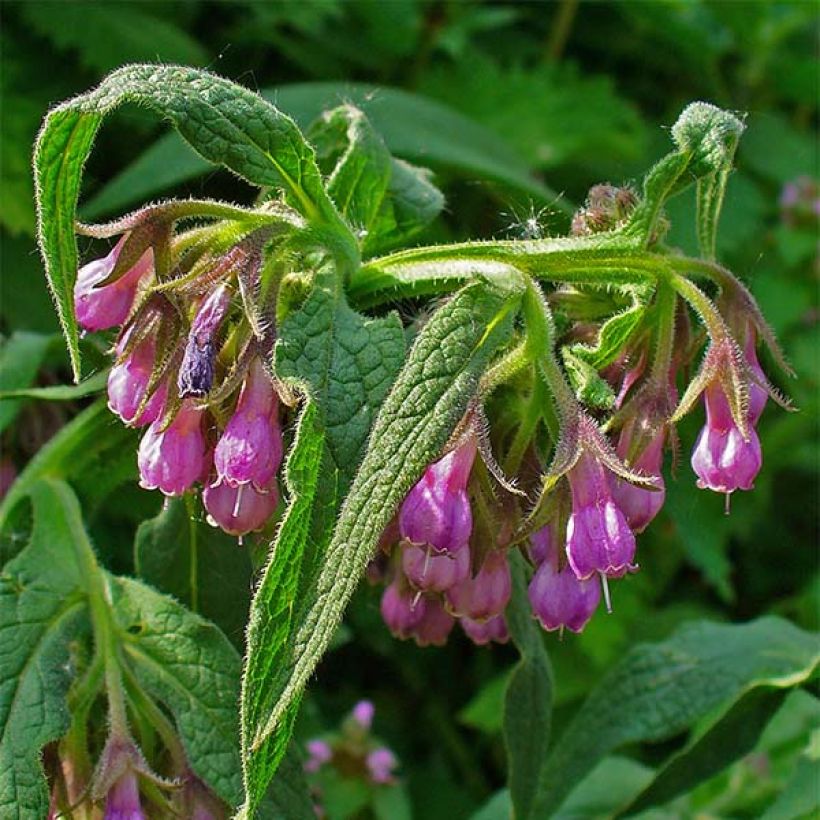 Symphytum officinale - Comfrey (Flowering)