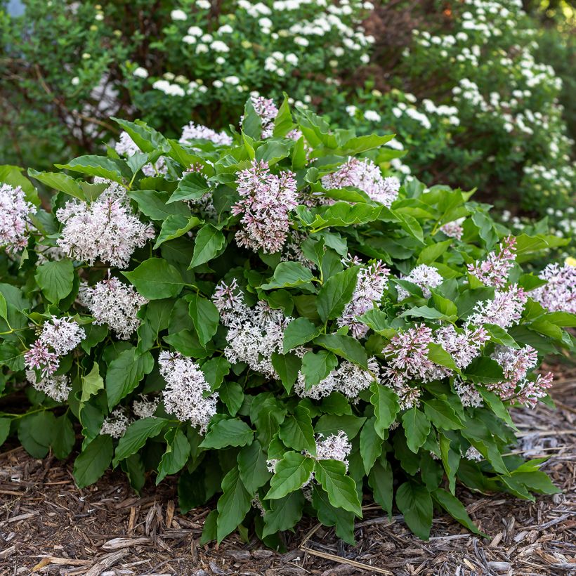 Syringa Little Lady - Lilac (Plant habit)