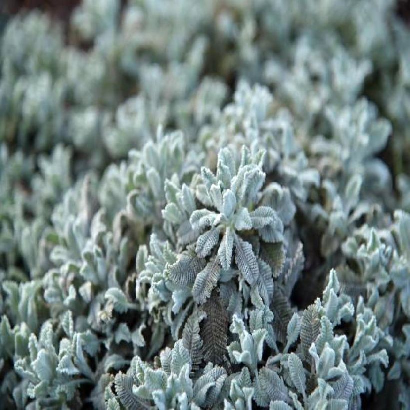 Tanacetum haradjanii Little Frosty (Foliage)