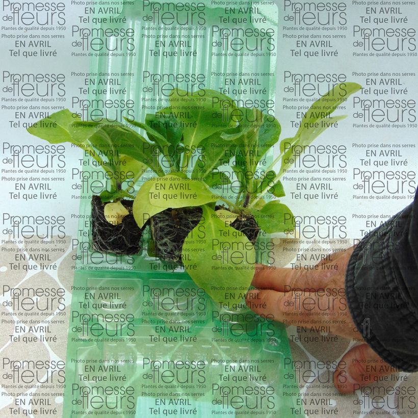 Example of Tabac d'ornement - Nicotiana Marshmallow Mini-motte 3,5 cm specimen as delivered