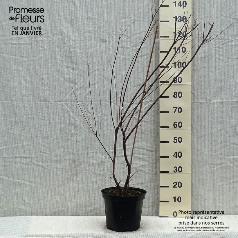 Tamarix tetrandra - Tamaris de printemps en pot de 7,5L/10L sample as delivered in winter