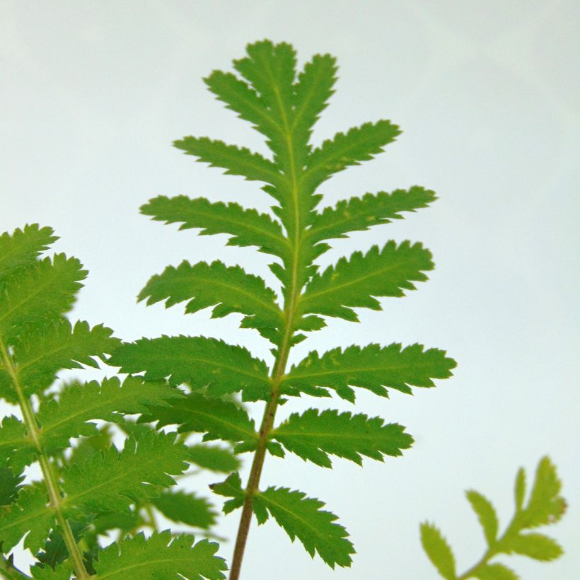 Tanacetum vulgare  (Foliage)