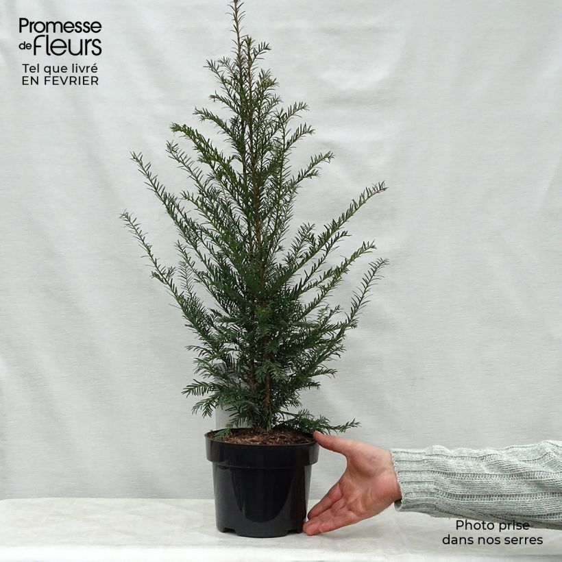 Taxus baccata en pot de 3L - If commun sample as delivered in winter