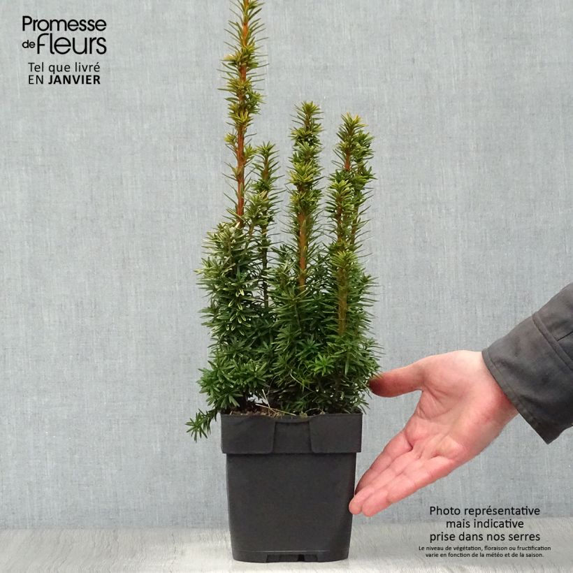 Taxus baccata David - If colonnaire panaché Pot de 2/3L sample as delivered in winter