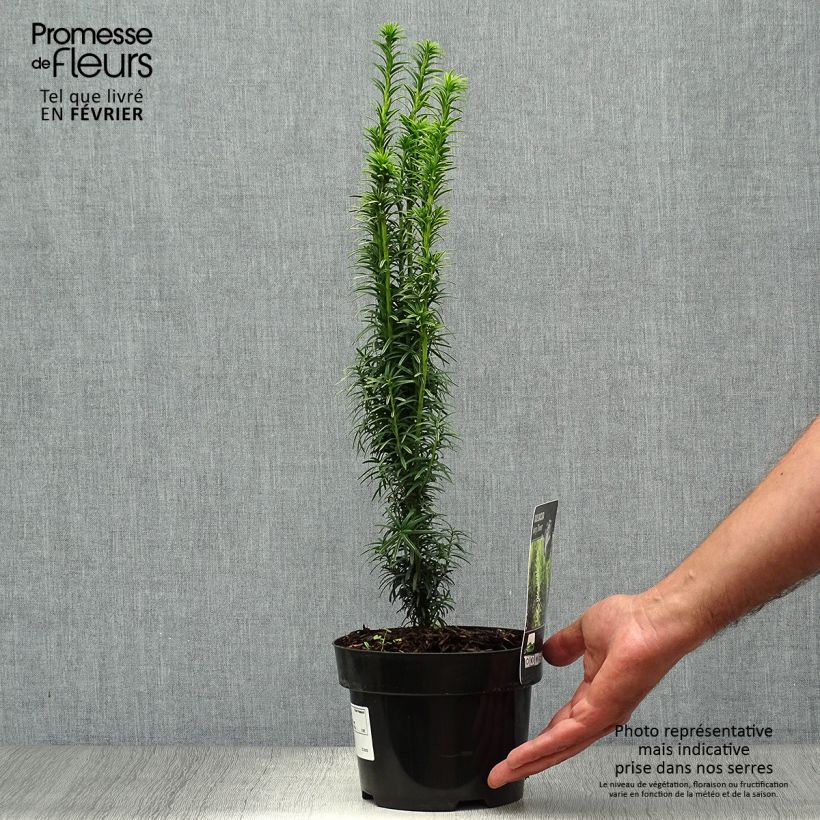 Taxus baccata Ivory Tower - If colonnaire panaché Pot de 2L/3L sample as delivered in autumn