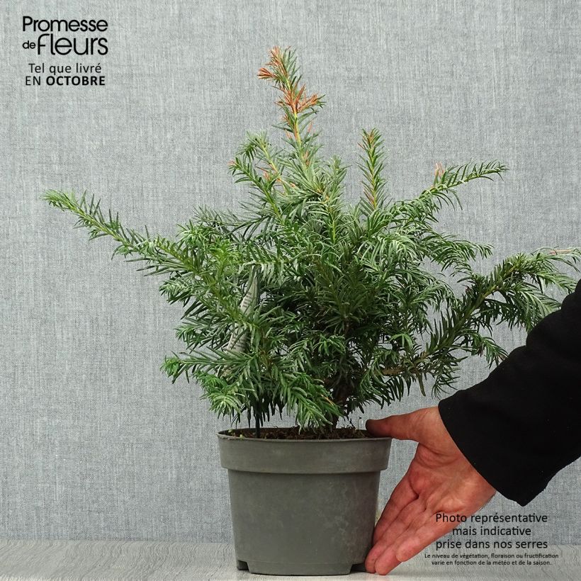 Taxus baccata Repandens - If commun Pot de 2L/3L sample as delivered in autumn