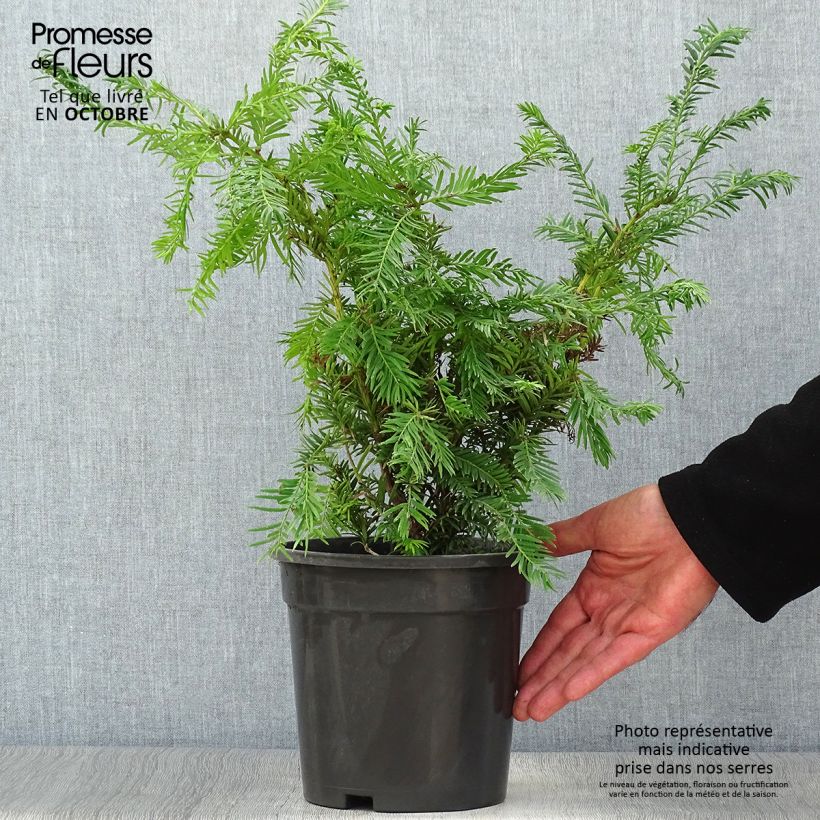 Taxus baccata Semperaurea - If commun doré. Pot de 2L/3L sample as delivered in autumn