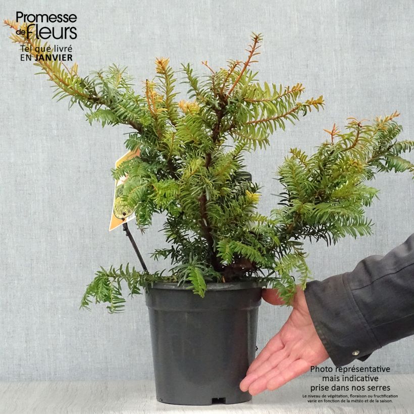 Taxus baccata Summergold - If commun doré Pot de 2L sample as delivered in winter