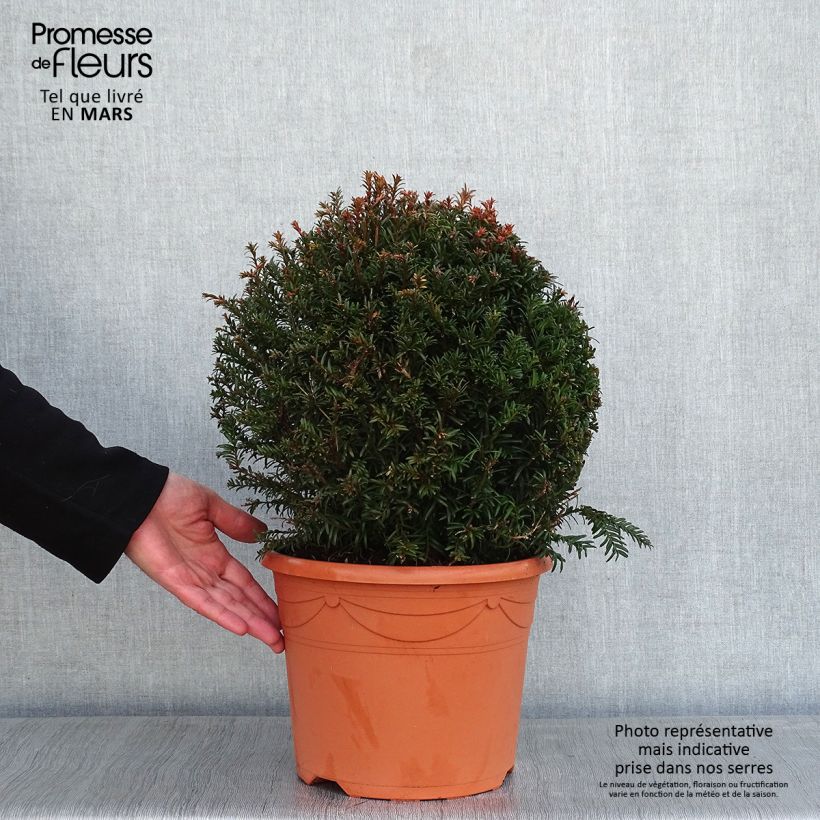 Taxus baccata taillé en boule de diamètre 30/40cm en pot de 7.5L/10L sample as delivered in winter