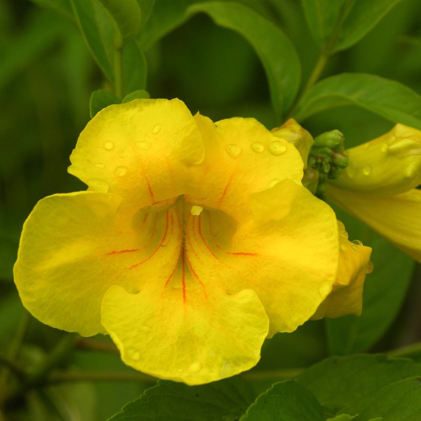 Tecoma stans (Flowering)