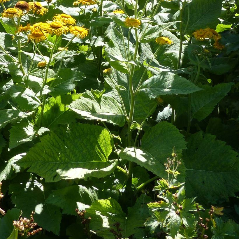 Telekia speciosa (Foliage)