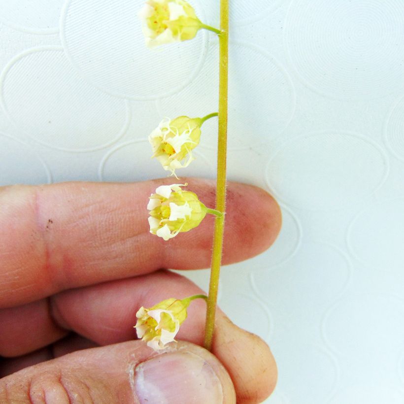 Tellima grandiflora Rubra (Flowering)