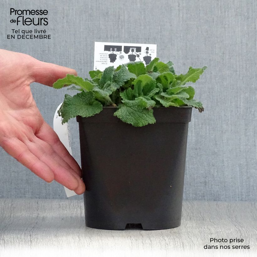 Teucrium hircaninum Paradise Delight - Germandrée d'Iran Pot de 2L/3L sample as delivered in winter