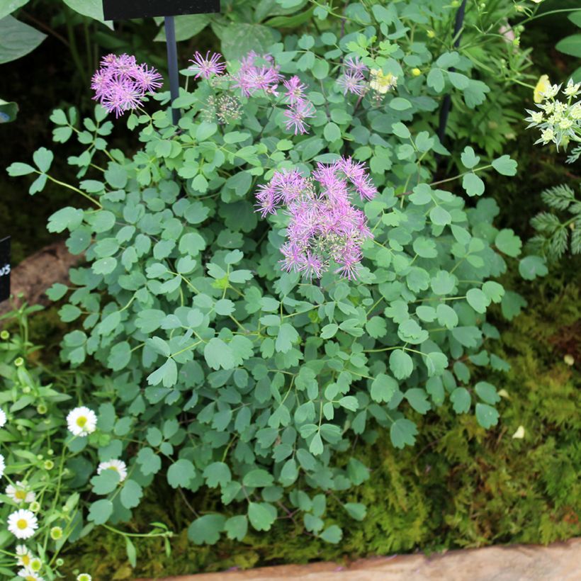 Thalictrum Little Pinkie - Meadow-rue (Plant habit)