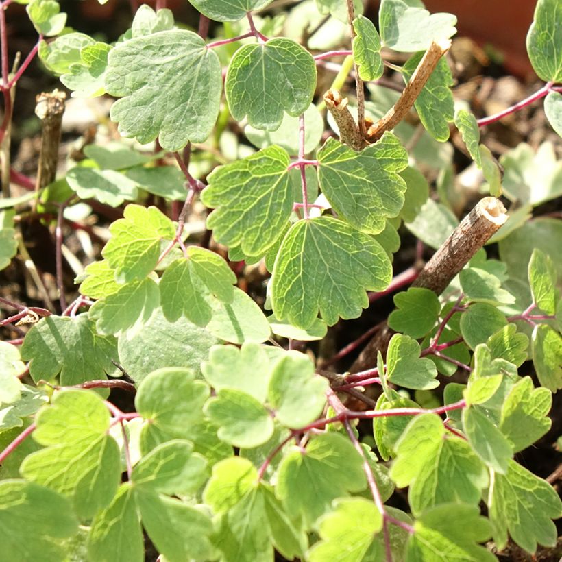 Thalictrum Yulia - Meadow-rue (Foliage)