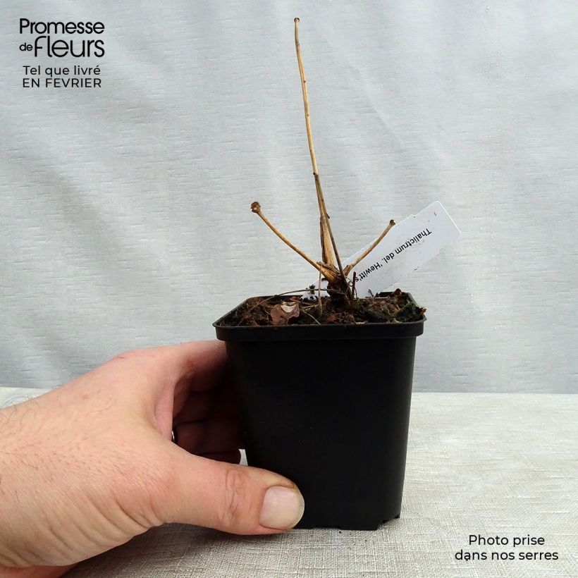 Thalictrum delavayi Hewitt's Double - Pigamon Godet de 9cm sample as delivered in winter