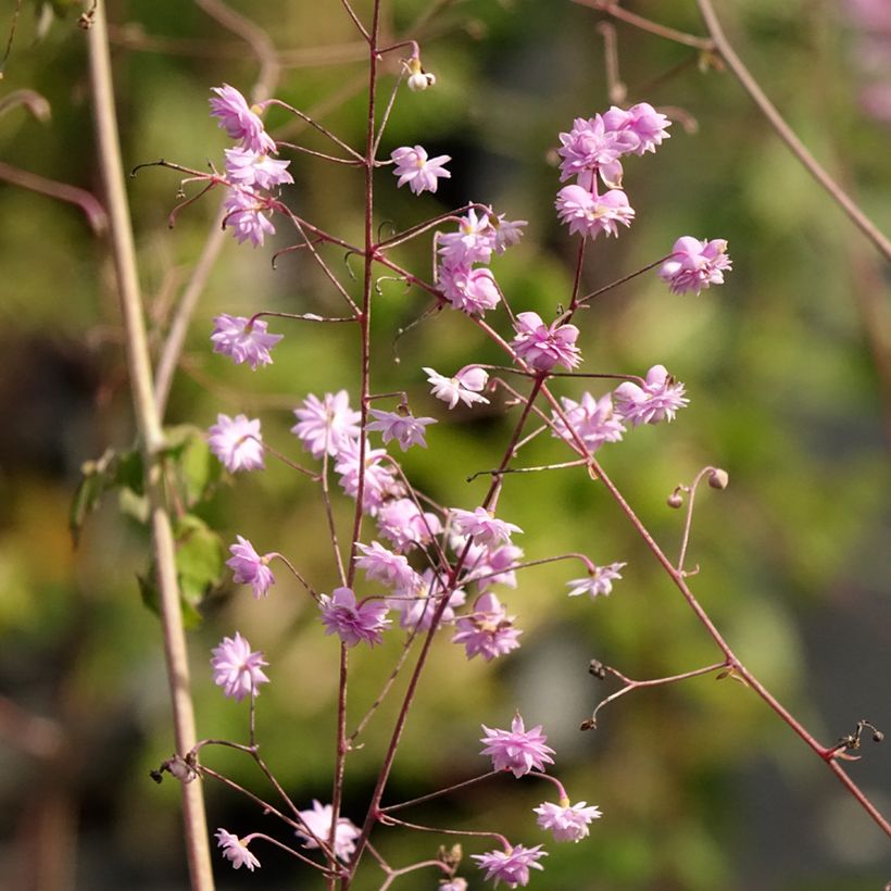 Thalictrum delavayi Hewitts double - Meadow-rue (Flowering)