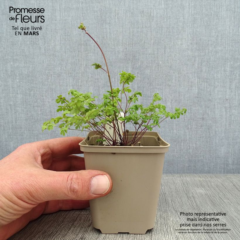 Thalictrum petaloideum - Pigamon Godet de 8/9 cm sample as delivered in winter