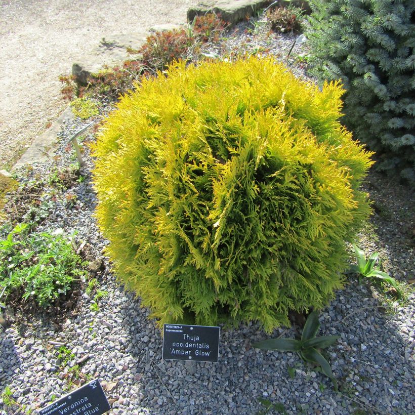 Thuja occidentalis Amber Glow - Canadian Arborvitae (Plant habit)