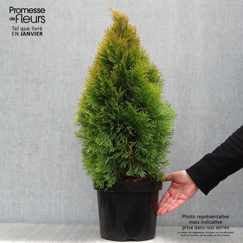 Thuja occidentalis Golden Smaragd - Thuya du Canada en pot de 7,5L/10L sample as delivered in winter