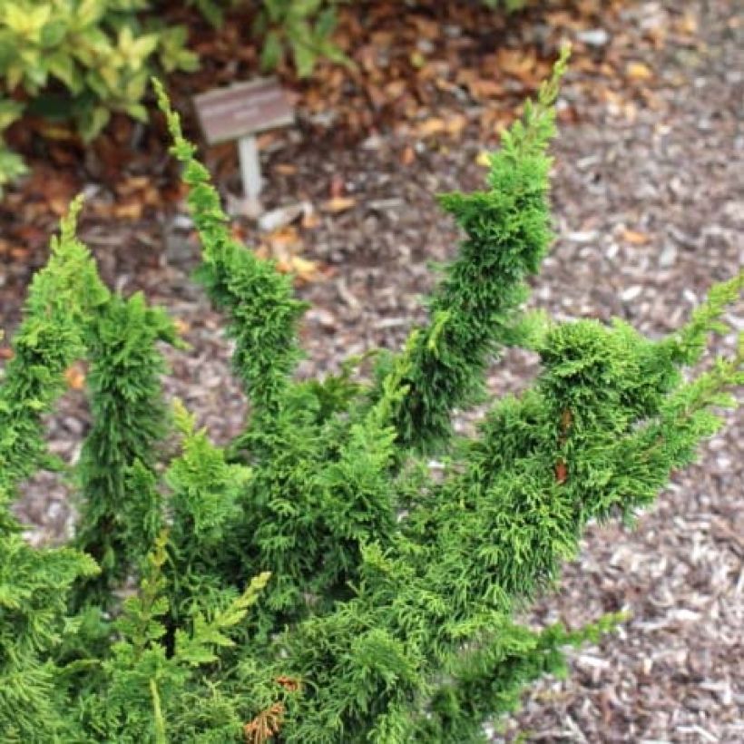 Thuja occidentalis Malonyana Holub - Canadian Arborvitae (Foliage)