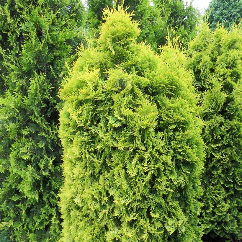 Thuja occidentalis Sunny Smaragd - Eastern White Cedar (Plant habit)