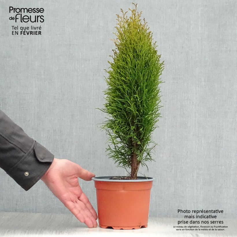 Thuja occidentalis Totem Smaragd - Thuya du Canada Pot de 2L/3L sample as delivered in winter