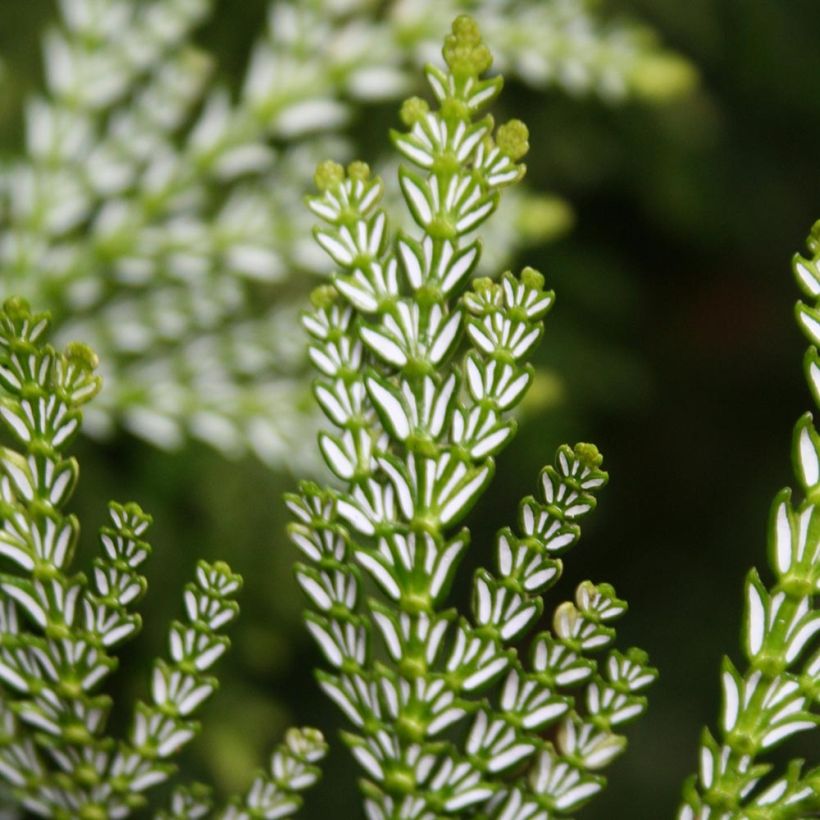 Thujopsis dolabrata Nana - Hiba (Foliage)