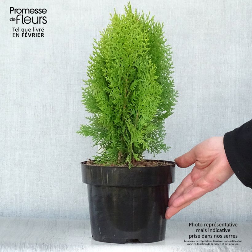 Thuya d'Orient - Platycladus orientalis Aurea Nana en pot de 2L sample as delivered in winter