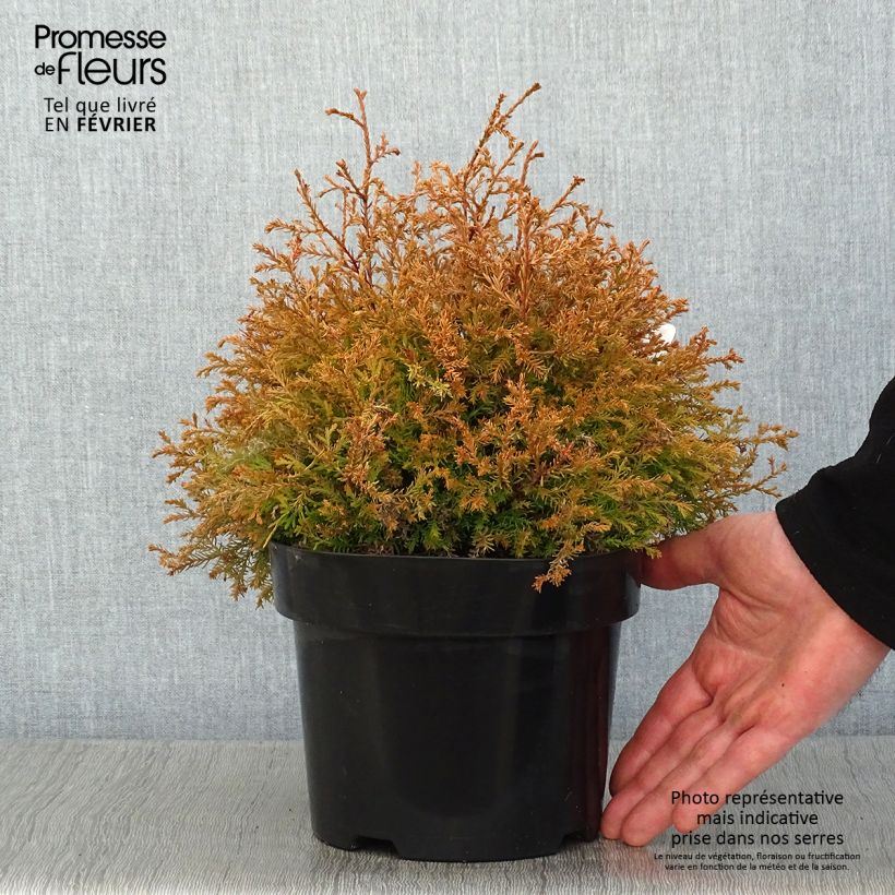 Thuya du Canada - Thuja occidentalis Fire Chief Pot de 2L/3L sample as delivered in winter