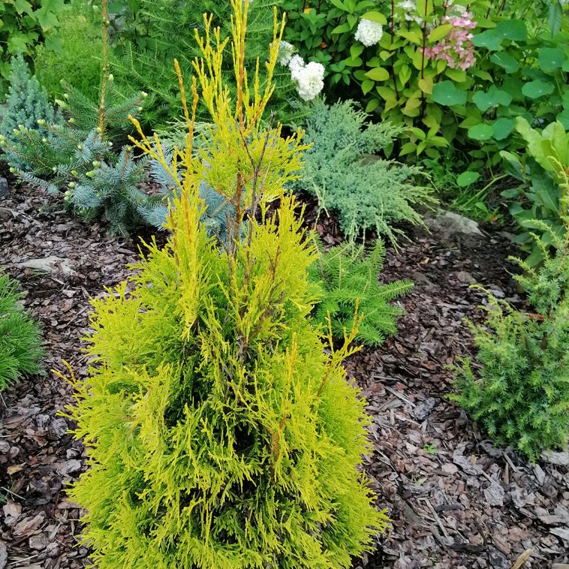 Thuja occidentalis Malonyana Aurea - Eastern White Cedar (Plant habit)