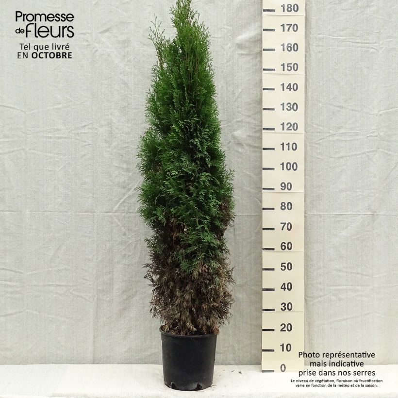 Thuya du Canada - Thuja occidentalis Smaragd 100/+ cm en pot de 10L sample as delivered in autumn