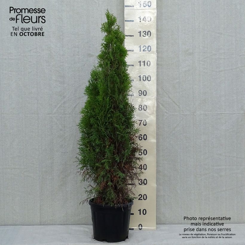 Thuya du Canada - Thuja occidentalis Smaragd 80/100cm en pot de 7,5L sample as delivered in autumn