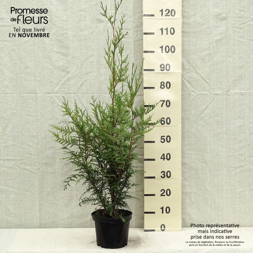 Thuya pour haie - Thuja plicata Atrovirens 50/60cm en pot de 2L/3L sample as delivered in autumn