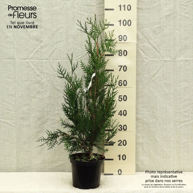 Thuya pour haie - Thuja plicata Atrovirens 70/80cm en pot de 4 à 5L sample as delivered in autumn