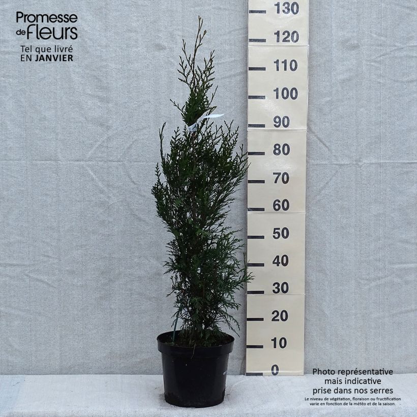 Thuya pour haie - Thuja plicata Atrovirens en pot de 7,5L/10L sample as delivered in winter