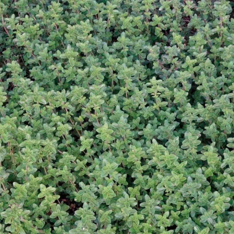 Thymus citriodorus -Lemon thyme in seedlings (Foliage)