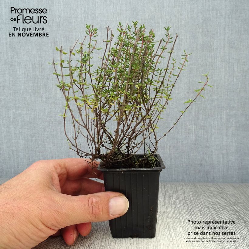 Thym de Provence  - Thymus vulgaris Godet de 7/8 cm sample as delivered in autumn