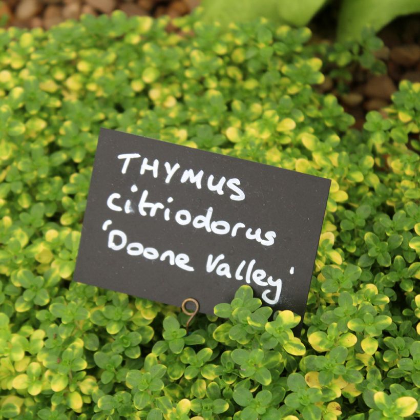 Thymus citriodorus Doone Valley - Lemon Thyme (Foliage)