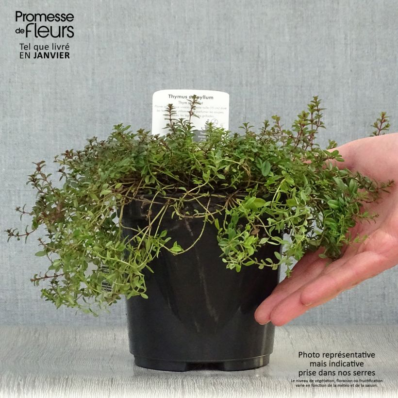 Thym serpolet Elfin - Thymus serpyllum en pot de 2/3 litres sample as delivered in winter