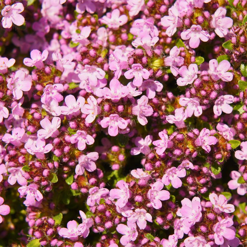 Thymus serpyllum Magic Carpet - Creeping thyme (Flowering)