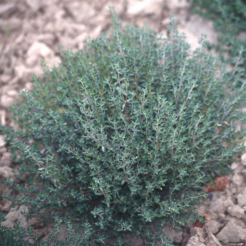 Thymus vulgaris Winter - Common Thyme in plants (Plant habit)