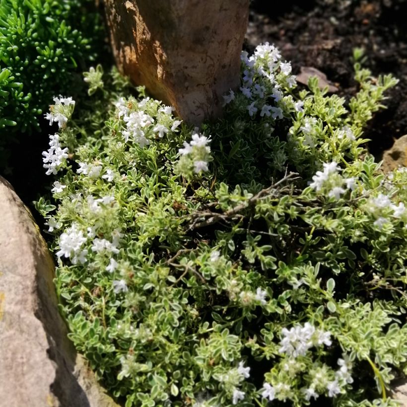 Thymus Highland Cream - Thyme (Plant habit)