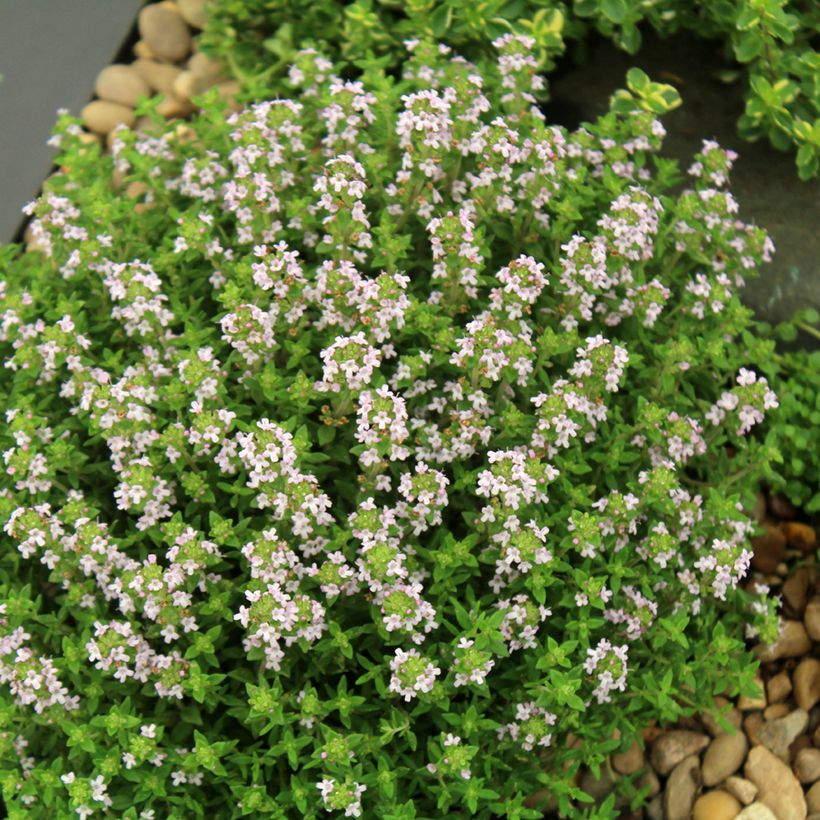 Thymus vulgaris Compactus - Common Organic Thyme (Plant habit)