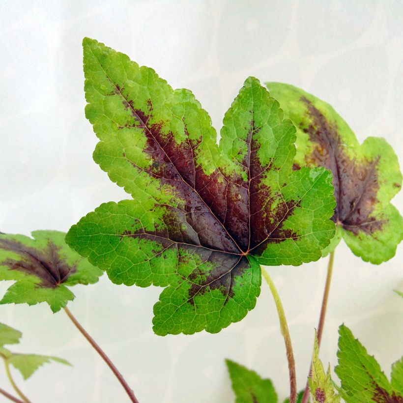 Tiarella  Sugar and Spice (Foliage)