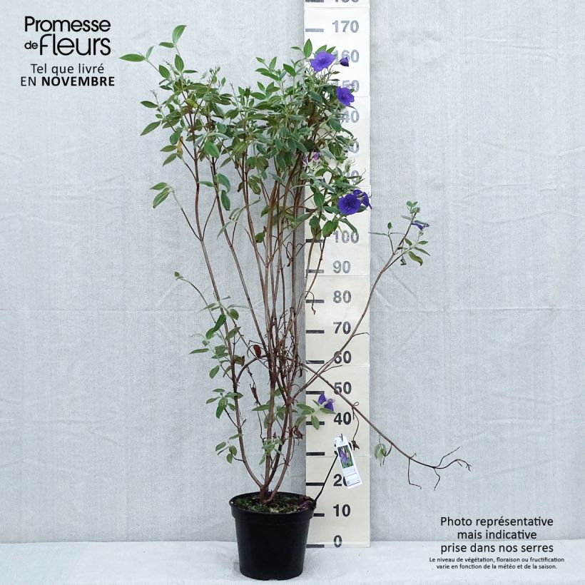 Tibouchina semidecandra Pot de 7,5L/10L sample as delivered in autumn