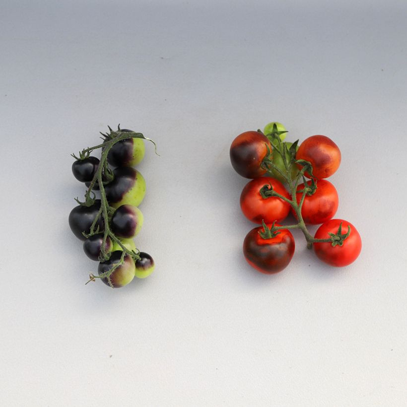 Solanum lycopersicum Akoya F1 seeds - cherry tomato (Harvest)