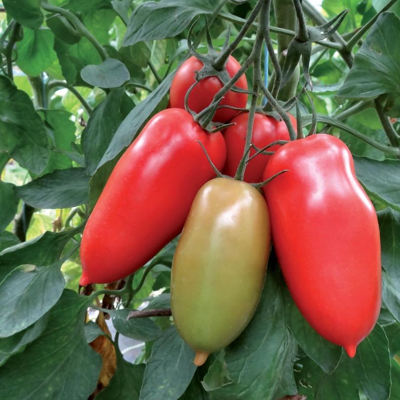 Tomato  Gagliardo F1 Grafted Plants (Harvest)