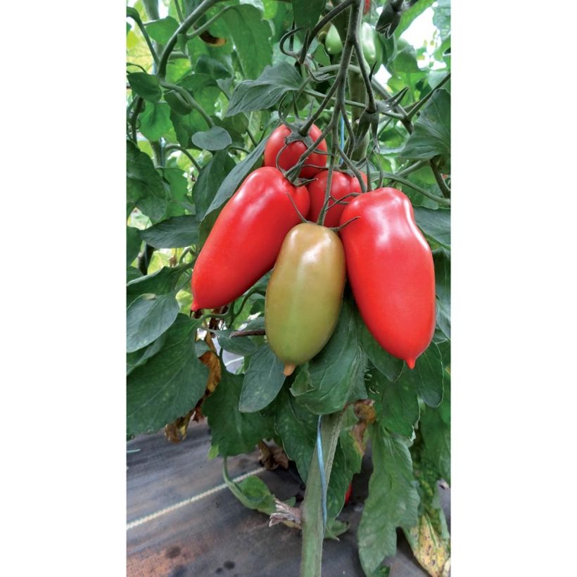 Tomato  Gagliardo F1 Grafted Plants (Plant habit)